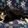 Camcat