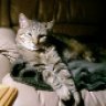 lrncats
