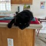 Kitties Momma