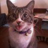 8catsplus2