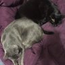 Adro & Harry & FinnFinn