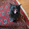 garbagecat