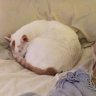 KittyKatMama