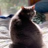 naturalborncatter