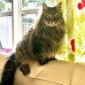Griffin the Siberian