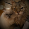 Catmumma
