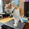 WilburCat