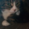 Tosca