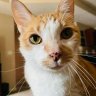 gingercatmom