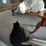 davidscat