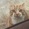 JesseTheCat