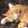 Tobycat