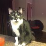 ginny/barnsley