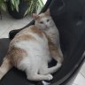 Princethecat
