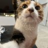 Hailey/Kitty