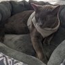 AltiKitty