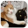 Tcats