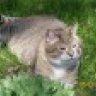 3catHousehold