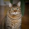 KigerKat