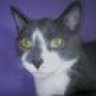 <3furkids
