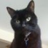 tizercat