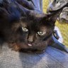 SammieCat
