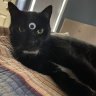 JarvisCat