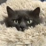 CatServant