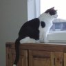 Oreo kitty's mom