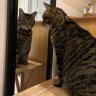 shelbyandmeows