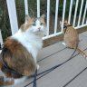 Pumpkin and Jack