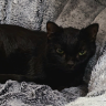 BronxCat452