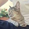 Clarice & Mami Cat