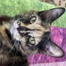 Lollidee/samara