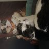 Threecats