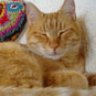 Louieorangetabby