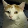 turbocat