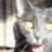 fourcatsmama