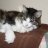 kitcat