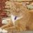 FurballLover