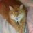 Likameow