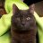 purrdydolly