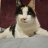 crazycatlady18