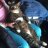 kallima_butterfly