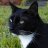Andrew Cat