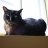 Cesar the Burmese