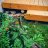 Cedar