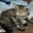 ShipsCat