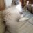 Ragdoll