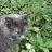 Pusspuss123